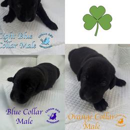 Second Pick Male - Black male Labrador Retriever puppy in Greater Houston Area, Texas from Coram Deo Retrievers