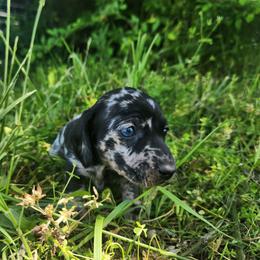 Pratt - Dapple male Dachshund puppy in Cedarcreek, Missouri from Cedarcreek Dachshunds