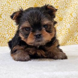 Tot TEACUP - Blue and gold male Yorkshire Terrier puppy in Monticello, Iowa from Ashley’s Puppies