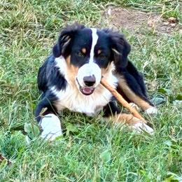 Riley - Black tri male Miniature American Shepherd puppy in Harmony, North Carolina from Carolina Pride Miniature American Shepherds