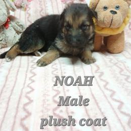 Noah Grey collar - Black and red male German Shepherd puppy in Bedias, Texas from TiPi S Ranch's German Shepherds