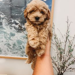Aussiedoodle, Cockapoo, Miniature Australian Shepherd, and Poodle Puppies from Benson’s Red River Aussies