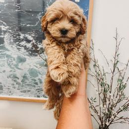 Aussiedoodle, Cockapoo, Miniature Australian Shepherd, and Poodle Puppies from Benson’s Red River Aussies