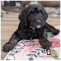 STORMY - OFA-Genetics-2 Year Warranty-Microchip-Vet Check-1st shots-Apple Creek Doodles - Black female Goldendoodle puppy in Jeddo, Michigan from Apple Creek Doodles