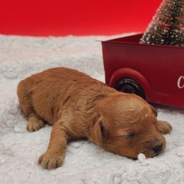 Holly - Apricot female Poodle puppy in Kannapolis, North Carolina from Carolina Great Danes & Toy Poodles