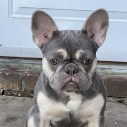 Sev - French Bulldog