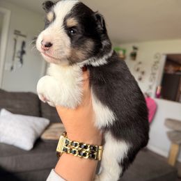 Shadow - Tri Color Boy - male Toy Shetland Sheepdog puppy in Frazeysburg, Ohio from Mountain High Kennels