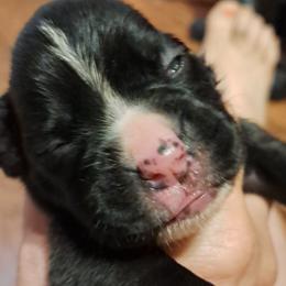 Pinky - Brindle female Boxer puppy in Franklin, Georgia from Lakeside Kennels of Franklin