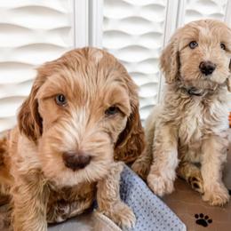 Goldendoodle Puppies from Lundee Doodles