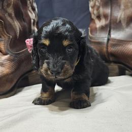 Dixie the down to earth chick - Black and tan female Dachshund puppy in Austin, Texas from Glorious Minis