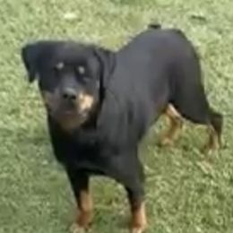 Snookie - Rottweiler