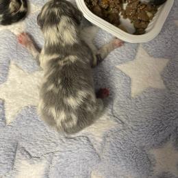 Static - Blue merle male Pomeranian puppy in Franklin, North Carolina from A&J Cutie Pawtooties