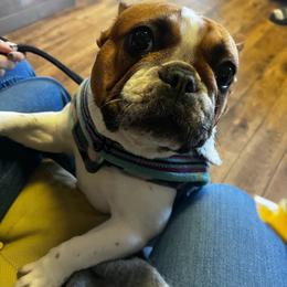 Rosie - Fawn and white female French Bulldog puppy in Galt, California from The three little frenchies