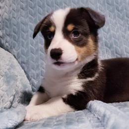 American Corgi and Pembroke Welsh Corgi Puppies from Whimsical Treasure Corgis