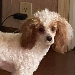 Poodles from Burnsville Premier Toy Poodles
