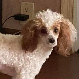 Poodles from Burnsville Premier Toy Poodles
