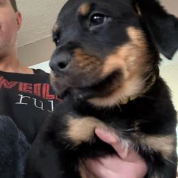 Yellow girl - Black and mahogany female Rottweiler puppy in Colorado Springs, Colorado from Von Locher Rotties