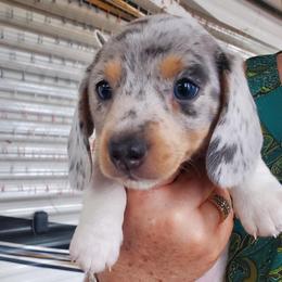 Dachshund Puppies from A&R Dachshund