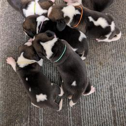 Yellow - Black tan and white male Beagle puppy in Vallejo, California from Tailwindfarm