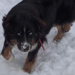 River - Australian Shepherd