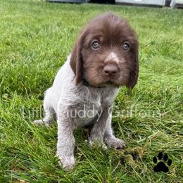Black Male - Brown and gray male Wirehaired Pointing Griffon puppy in Williston, North Dakota from Little Muddy Griffons