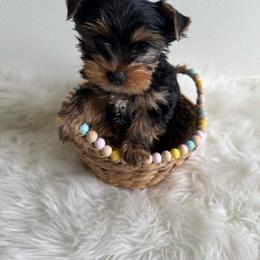 Skippy - Black and tan male Yorkshire Terrier puppy in Mukilteo, Washington from Yorkiecharm