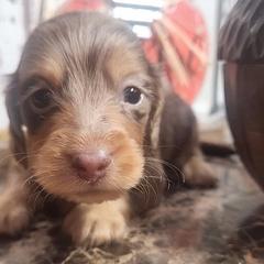 Boy 2 - Dapple Dachshund puppy in Batesville, Arkansas from Firelight Mini Dachshund
