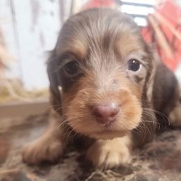 Boy 2 - Dapple Dachshund puppy in Batesville, Arkansas from Firelight Mini Dachshund