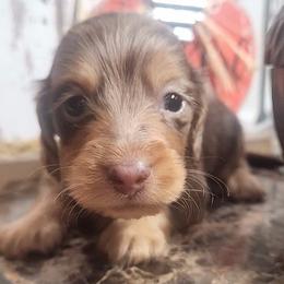 Boy 2 - Dapple Dachshund puppy in Batesville, Arkansas from Firelight Mini Dachshund
