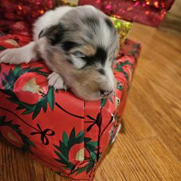 Boy 3 - Blue merle and white male Collie puppy in Tennessee from Voneida Collies & Corgis