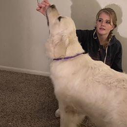 Star - Golden Retriever