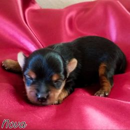 Nova - Black and tan female Yorkshire Terrier puppy in Hot Springs, Arkansas from Kimberly's Lovable Littles
