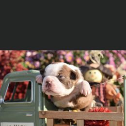Snickers - Boston Terrier puppy in New Cumberland, Pennsylvania from BB and C Bostons