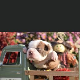 Snickers - Boston Terrier puppy in New Cumberland, Pennsylvania from BB and C Bostons