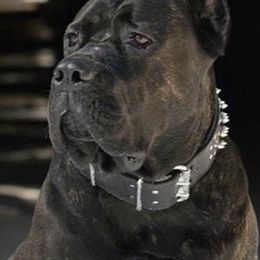Cane Corso from Haven Hill Corso