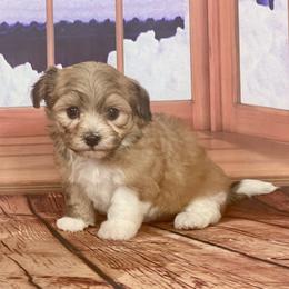 Boy 2 - male Havanese puppy in Summerfield, Florida from Honor Havanese