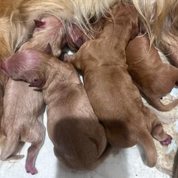 Boy 3 - Golden male Golden Retriever puppy in Lucedale, Mississippi from Goode LOVIN’ Retrievers