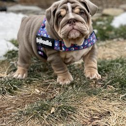 Bulldog Puppies from Bougie Bullies & Birds LLC