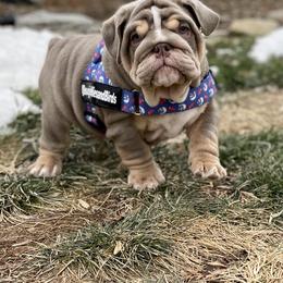 Bulldog Puppies from Bougie Bullies & Birds LLC
