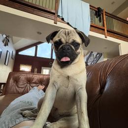Honey - Pug