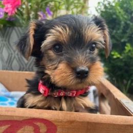 Rudy - Black and tan male Yorkshire Terrier puppy in Kennewick, Washington from Lisa’s Little Yorkies