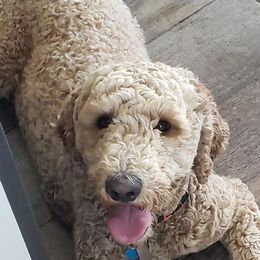 Goldendoodles from A&W Doodles