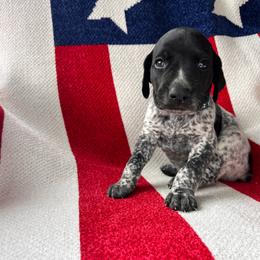 Pledge - Black roan male German Shorthaired Pointer puppy in Dugspur, Virginia from Pilgrims Trails Shorthairs