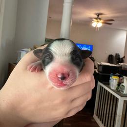 Mackenzie - Black tri-color male Australian Shepherd puppy in Monroe, North Carolina from Meekey Family Aussies