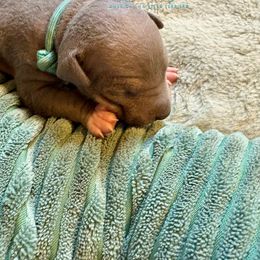 Blue collar boy - Blue male American Hairless Terrier puppy in Smith Center, Kansas from Wilsong Kennel