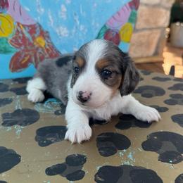 Spot - Dapple male Dachshund puppy in Hawley, Texas from Foxy’s Dachshunds & Toy Aussies