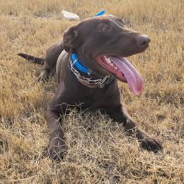 Ziva - Labrador Retriever
