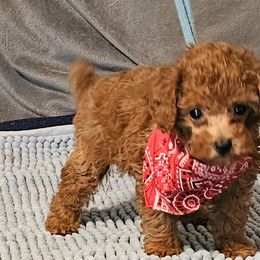 Lil Red - Red  male Poodle puppy in Runnels County, Texas from Golden's Poodles