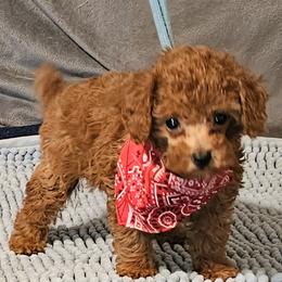 Lil Red - Red  male Poodle puppy in Runnels County, Texas from Golden's Poodles