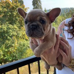 French Bulldog Puppies from Private Reserve French Bulldogs